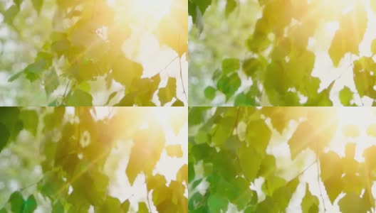 白桦树的嫩叶在白天的阳光下明亮。阳光灿烂的日子里，桦树的叶子一眨一眨的。有机或生态概念高清在线视频素材下载