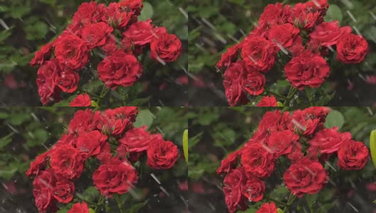 玫瑰上的水滴高清在线视频素材下载