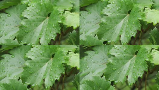 葡萄园，葡萄叶上的雨滴，稳定镜头的特写高清在线视频素材下载