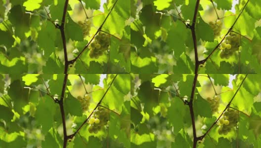 有叶子的绿色葡萄藤高清在线视频素材下载