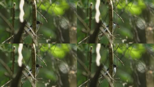 白俄罗斯的欧洲斑蝶(斑蝶)唱歌高清在线视频素材下载