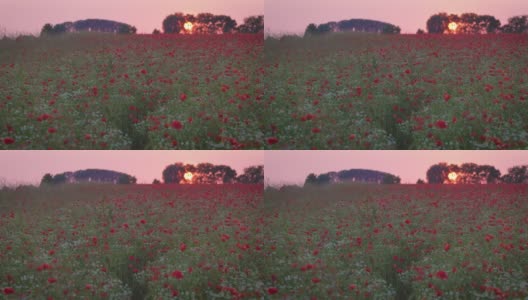 日落时田野里的罂粟花高清在线视频素材下载