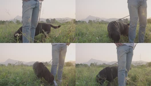 一只精力充沛的黑色拉布拉多小狗，带着皮带好奇地嗅着阳光下的草地，与主人愉快地放松地散步，自然的背景，宠物保健，狗的行为高清在线视频素材下载
