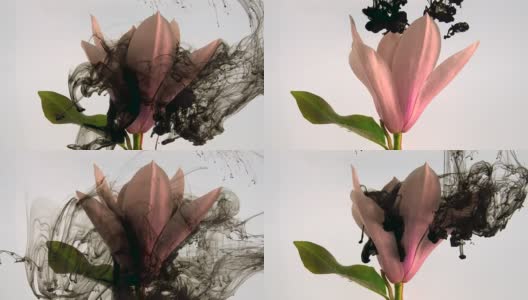 白玉兰花与抽象墨水在白色的背景高清在线视频素材下载