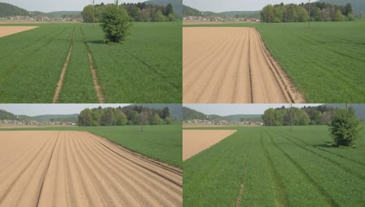 天线:夏日的微风中，农田里嫩绿的小麦叶片在摇摆高清在线视频素材下载