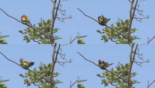 鸟食蜂鸟在栖木上做筑巢游戏高清在线视频素材下载
