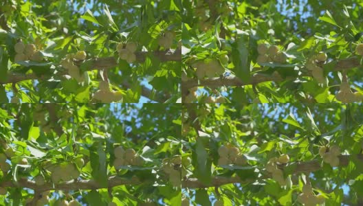 树上几乎是成熟或成熟的银杏果高清在线视频素材下载