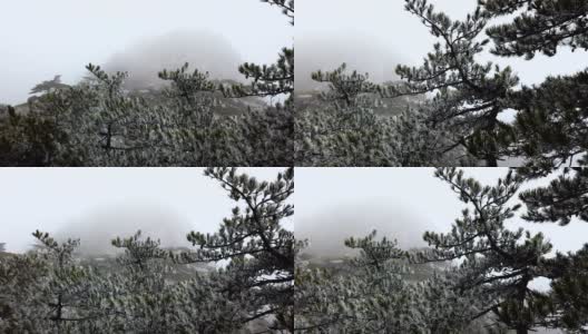 4k雾在山顶黄山或黄山与霜松，黄山，中国高清在线视频素材下载