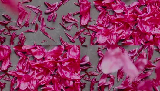 背景为红色紫红色牡丹花瓣高清在线视频素材下载