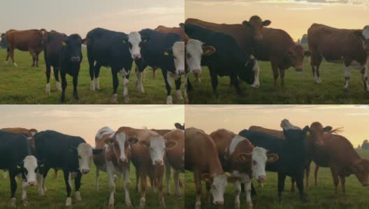 奶牛在日落的牧场高清在线视频素材下载