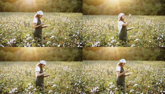 棉花采摘的季节。在棉花田里，一个年轻的妇女在金色的夕阳下评估着收获前的作物。高清在线视频素材下载