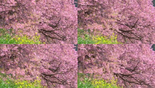 下嘉摩河边盛开的川崎樱花树和油菜花高清在线视频素材下载