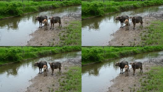 Asia buffalo family , Thailand ,Crowd of Water buffalo wading and cooling down in the river or pond.高清在线视频素材下载