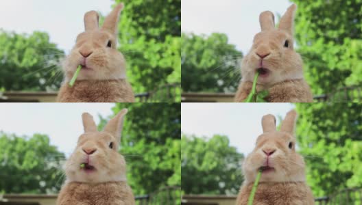 鲁弗斯兔子吃绿色的葡萄旁边的橙色南瓜可爱的嘴高清在线视频素材下载