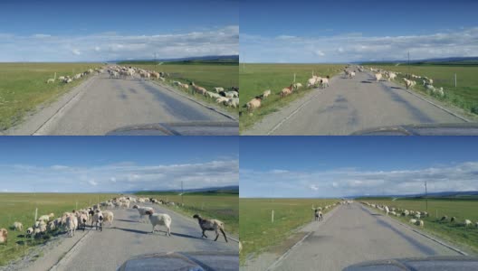 青海湖附近的羊群高清在线视频素材下载