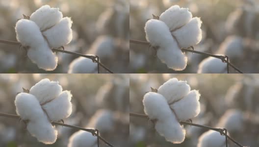 耕地棉铃4K录像高清在线视频素材下载
