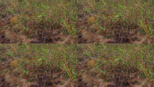蛇眼森林从低角度剪辑是在非常低的角度在非常快的运动拍摄高清在线视频素材下载