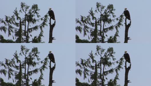 在阿拉斯加的一个雨天，秃鹰威严地坐在一棵松树上。高清在线视频素材下载