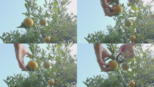 近距离的园丁手采摘橙子与剪刀在橘子田花园在早上的时间与慢镜头。高清在线视频素材下载