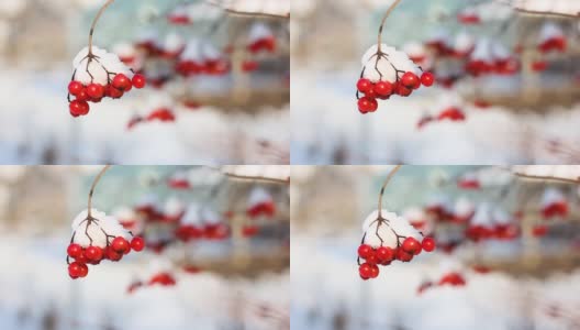 冬天雪下冻荚。雪中的荚蒾。第一场雪。美丽的冬天高清在线视频素材下载