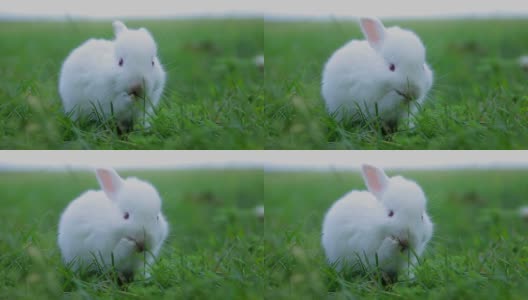 小白兔在绿色的草地上，小白兔，小白兔高清在线视频素材下载