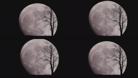 繁星满天的大月亮和孤零零的树高清在线视频素材下载