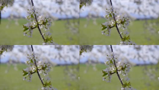 春天盛开的樱桃树高清在线视频素材下载