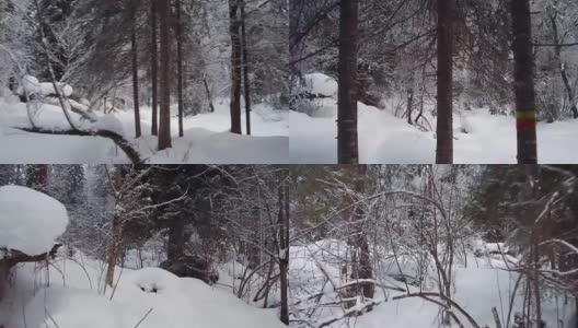 在特勒茨科湖岸边的特维内克(第三河)河上，在冬天大雪覆盖下的针叶林的步道上行走高清在线视频素材下载