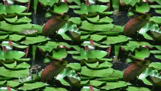 青蛙在睡莲的叶子上。高清在线视频素材下载