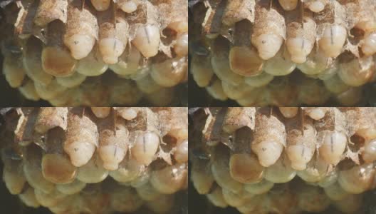 大黄蜂幼虫在巢中高清在线视频素材下载