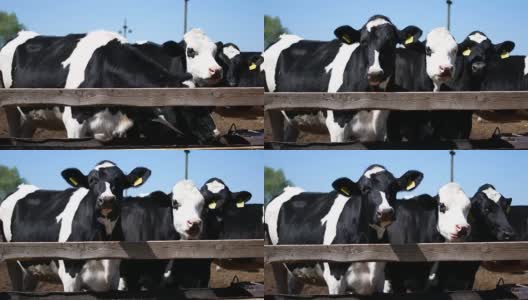 戴着耳标的奶牛正看着摄像机。苍蝇在他们的眼睛周围飞来飞去高清在线视频素材下载