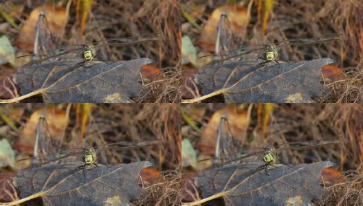 蜻蜓坐在秋叶上高清在线视频素材下载