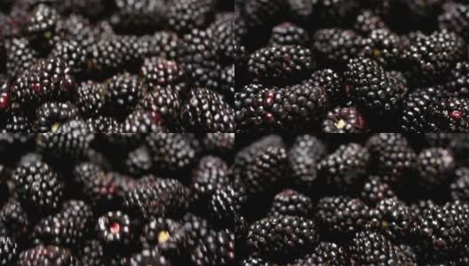新鲜黑莓特写镜头高清在线视频素材下载