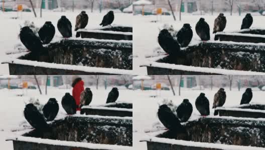许多冰冻的鸽子坐在一个被雪覆盖的垃圾箱上高清在线视频素材下载