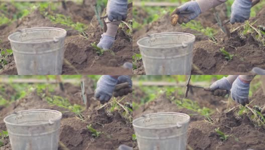 农夫在有机农场的田里用桶收割土豆。概念农业、乡村生活方式、健康饮食高清在线视频素材下载
