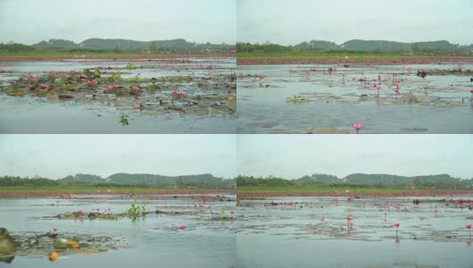 正乘船穿过泰勒斯诺伊湿地的粉红莲花高清在线视频素材下载