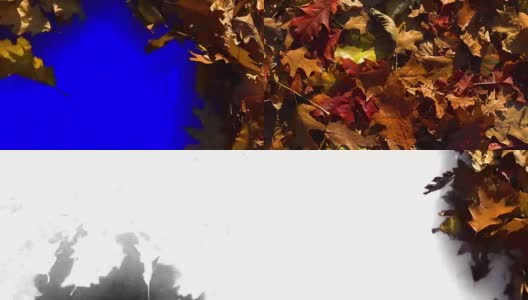 丰富多彩的秋叶之静美。过渡，揭示背景。3种不同的版本。高清在线视频素材下载