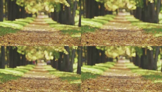 秋天金色的椴树巷在镇上落叶高清在线视频素材下载