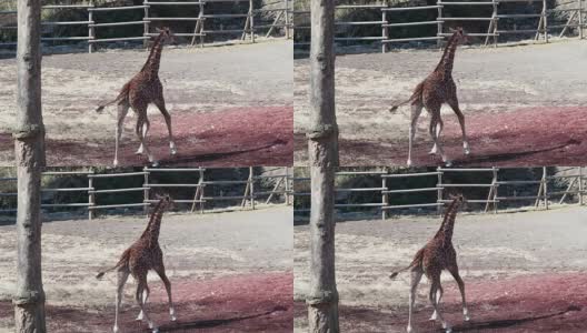 长颈鹿生活在自由之中高清在线视频素材下载