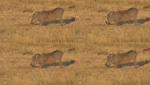 肯尼亚马赛马拉野生动物保护区，一头疣猪跪着进食高清在线视频素材下载