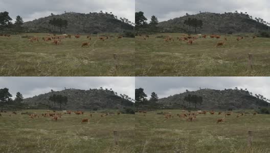 欧洲葡萄牙东北部野牛群的实时记录。高清在线视频素材下载