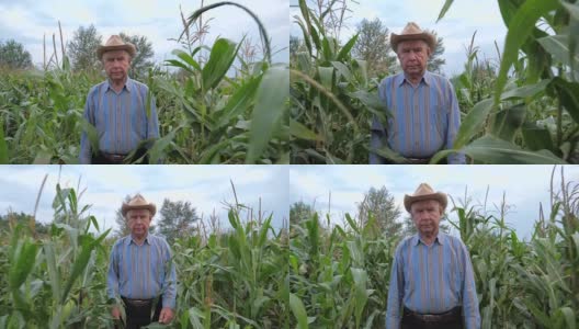 上了年纪的农民在一个牛仔帽穿过玉米田，前视图高清在线视频素材下载