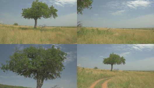 航拍:非洲狩猎中的纸牌树高清在线视频素材下载
