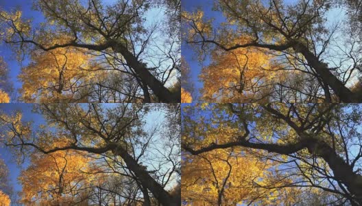 日本桦树。秋叶的Momijidani /北海道线协高清在线视频素材下载