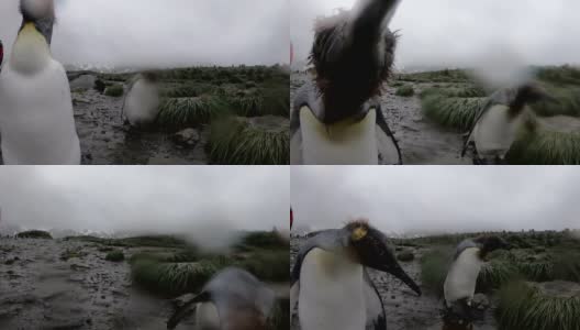 南乔治亚企鹅-王企鹅的殖民地高清在线视频素材下载
