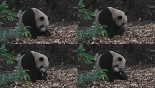 大熊猫吃竹子。高清在线视频素材下载