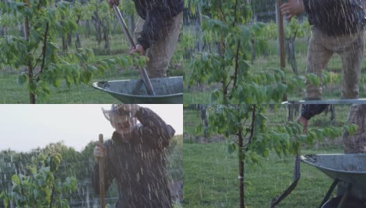 一位男性农民在雨中为种植的果树铲土。农民用铁锹在多雨的果园里种植果树。高清在线视频素材下载