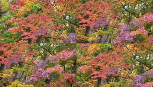 模糊的慢动作落下的红色枫叶在风中飘动。枫叶的树枝在秋风中摇曳。美丽自然的秋天，季节变化的观念和环境保护的观念。高清在线视频素材下载