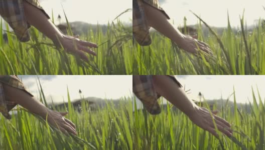 手触摸和抚摩稻田阳光在麦田在难以置信的彩色日落，慢镜头高清在线视频素材下载