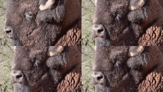 大野牛的头近，冬被毛，野牛高清在线视频素材下载
